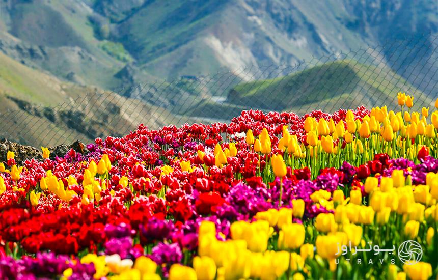 Gachsar Tulips Garden